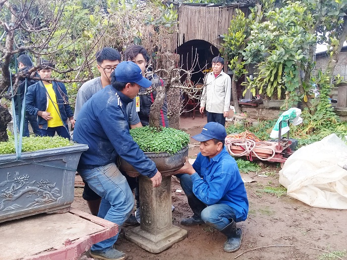 Đào tiến vua “ủ nụ” trong nhà điều hòa chờ tết Kỷ Hợi 2019